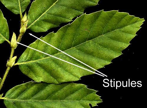 <ul><li><p>small appendage found at the base of a leaf stalk where it connected the plant stem</p></li></ul><p></p>