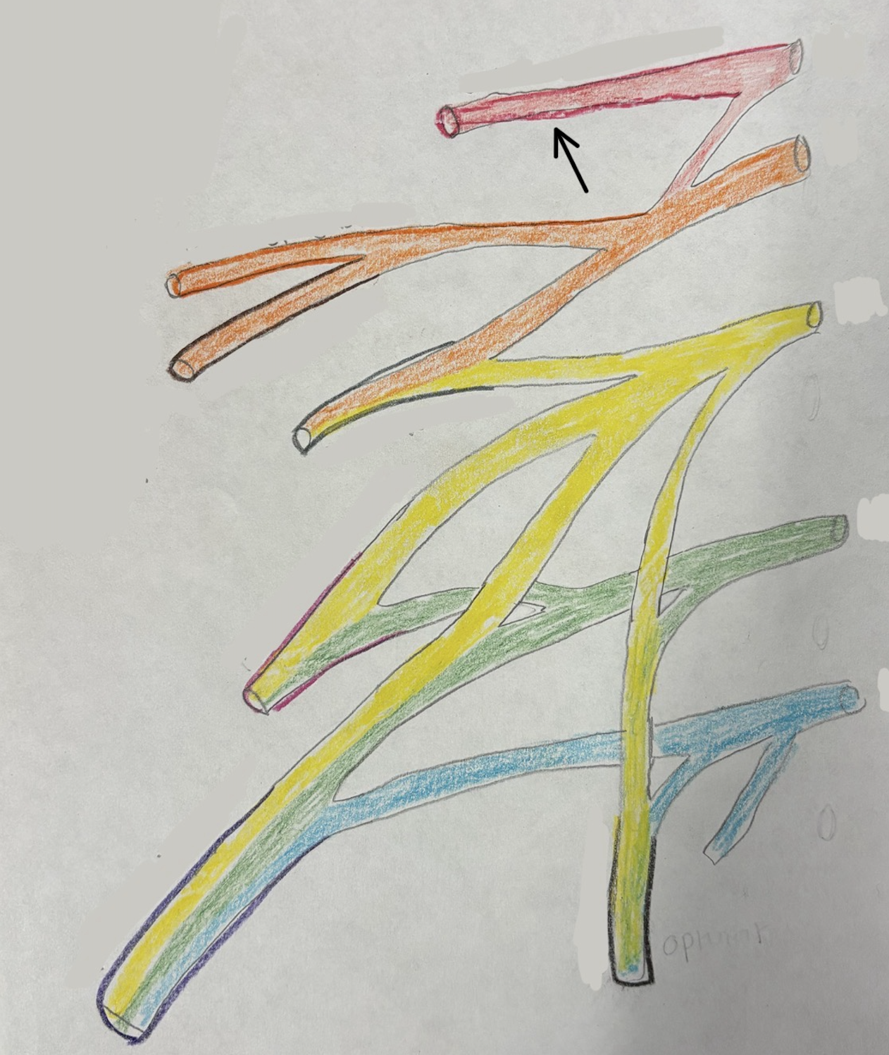 <p>what nerve is this?</p>