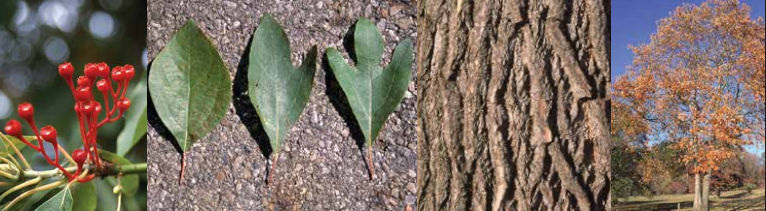 <p>Identify this tree: </p>