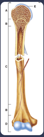 <p>epiphysis (end)</p><p>metaphysis (between epi and dia) </p><p>diaphysis (shaft) </p>