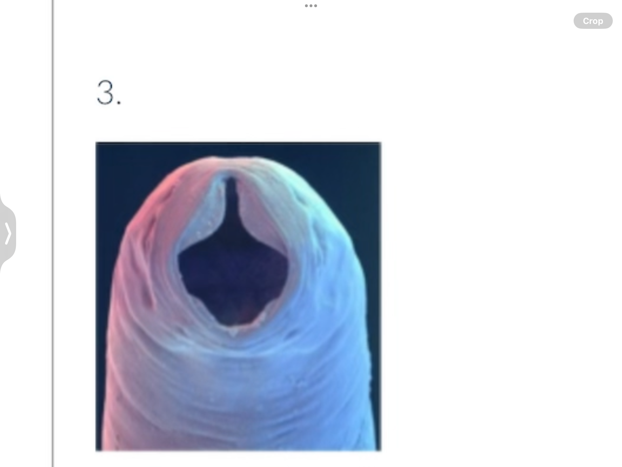 term image