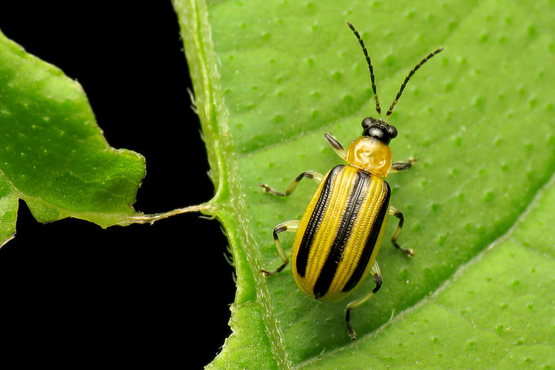 <p>Identify the insect, <strong>order</strong>, and mouthparts</p>