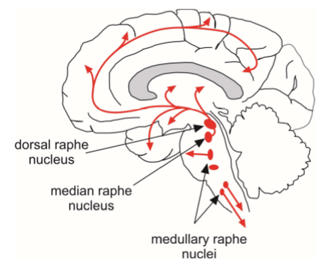 <p>Highlight the role of the neurotransmitter seretonin (with reference to it’s location)  </p>