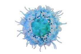 <p>The _____ has the ability to form perforins to destroy foreign microbial.</p>