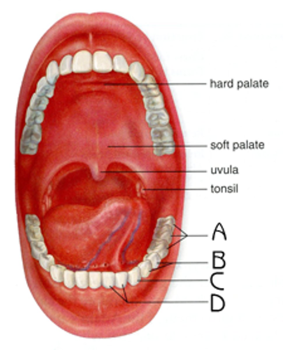 <p>mouth</p>