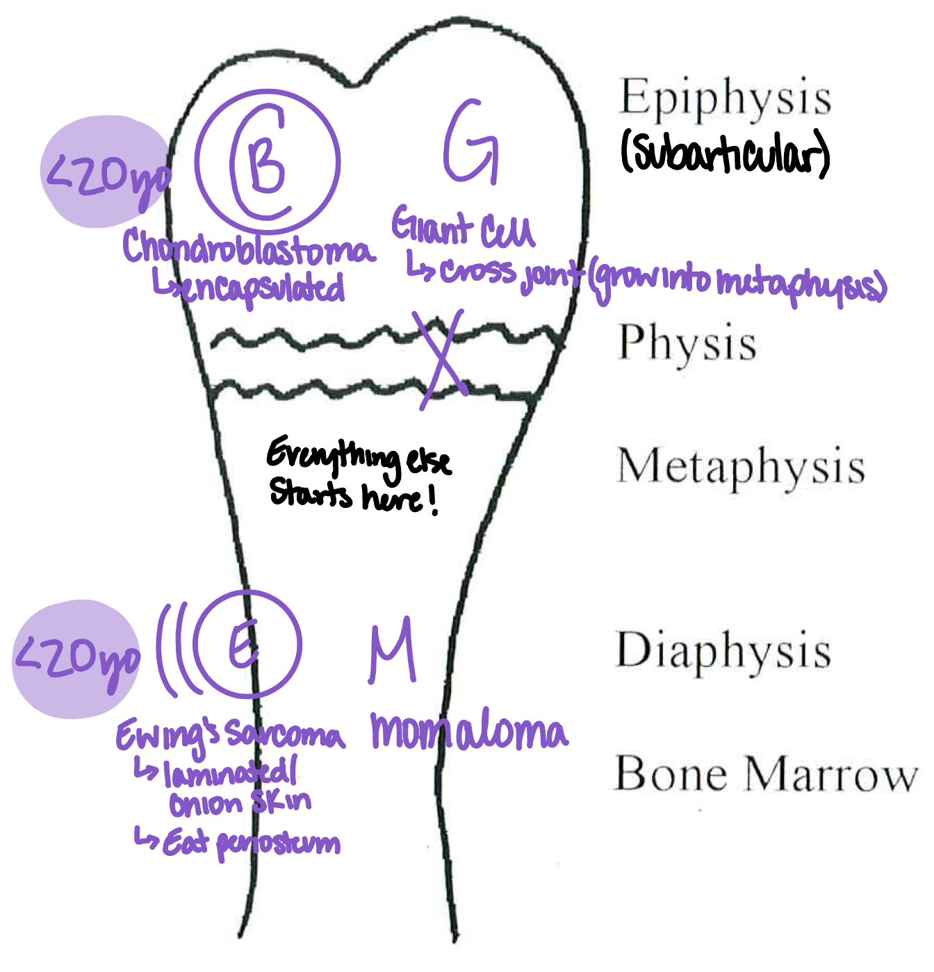 knowt flashcard image
