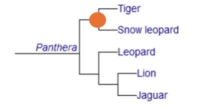 <p>What is the term for the area of the cladogram with the orange circle? </p>