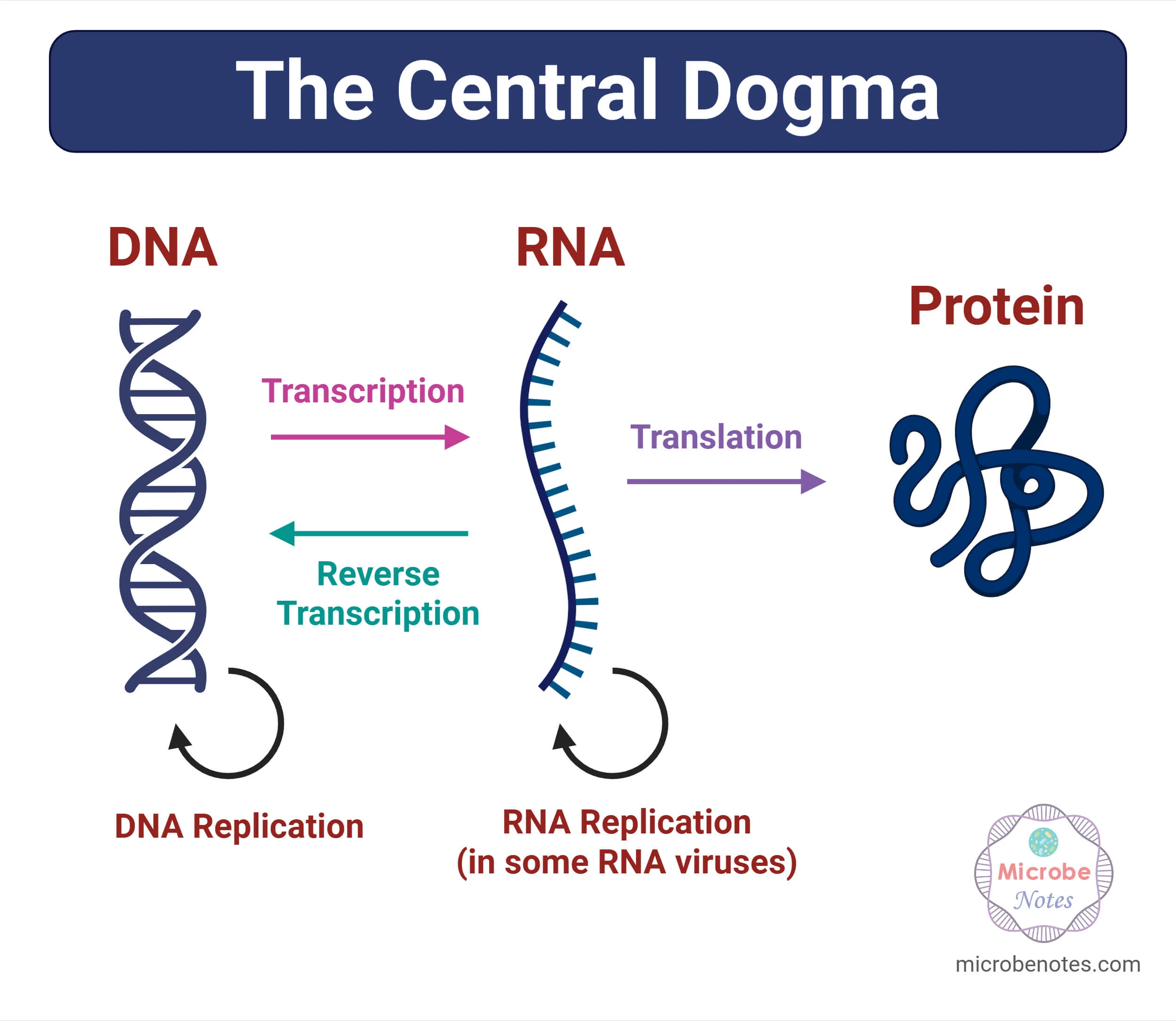 <p>What is the central dogma?</p>