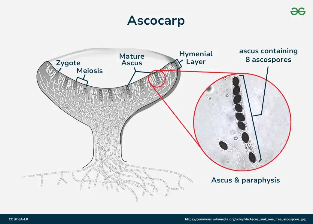<p>terrestrial, unicellular or filamentous with septate hyphae, sexual reproduction via asocarps that bear asci </p>