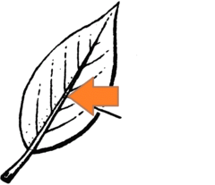 <p>The central line of a leaf</p>