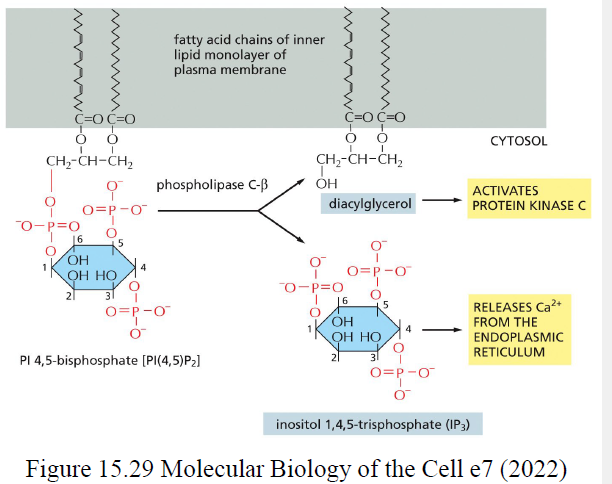 <ul><li><p><strong>IP3</strong> frigiver Ca²⁺ fra ER</p></li><li><p><strong>DAG</strong> aktiverer protein kinase C</p></li></ul><p></p>