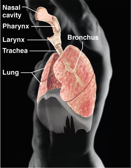 <ul><li><p>Keeps blood constantly supplied with oxygen and removes carbon dioxide</p></li><li><p>The gaseous exchanges occur through the walls of the air sacs of the lungs</p></li><li><p>Contains the naval cavity, pharynx, larynx, trachea, lung, and bronchus</p></li></ul><p></p>