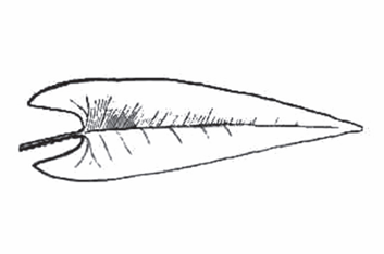 <p>An arrow-shaped leaf with two basal lobes pointing backward toward the stem, and the edges don’t dip back in towards the midvein. </p>