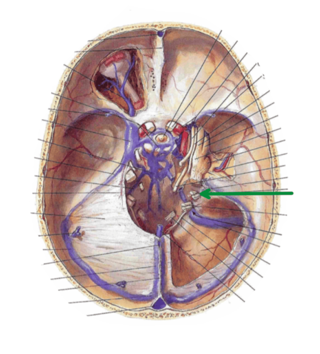 <p>Identify the structure indicated by the arrow</p>