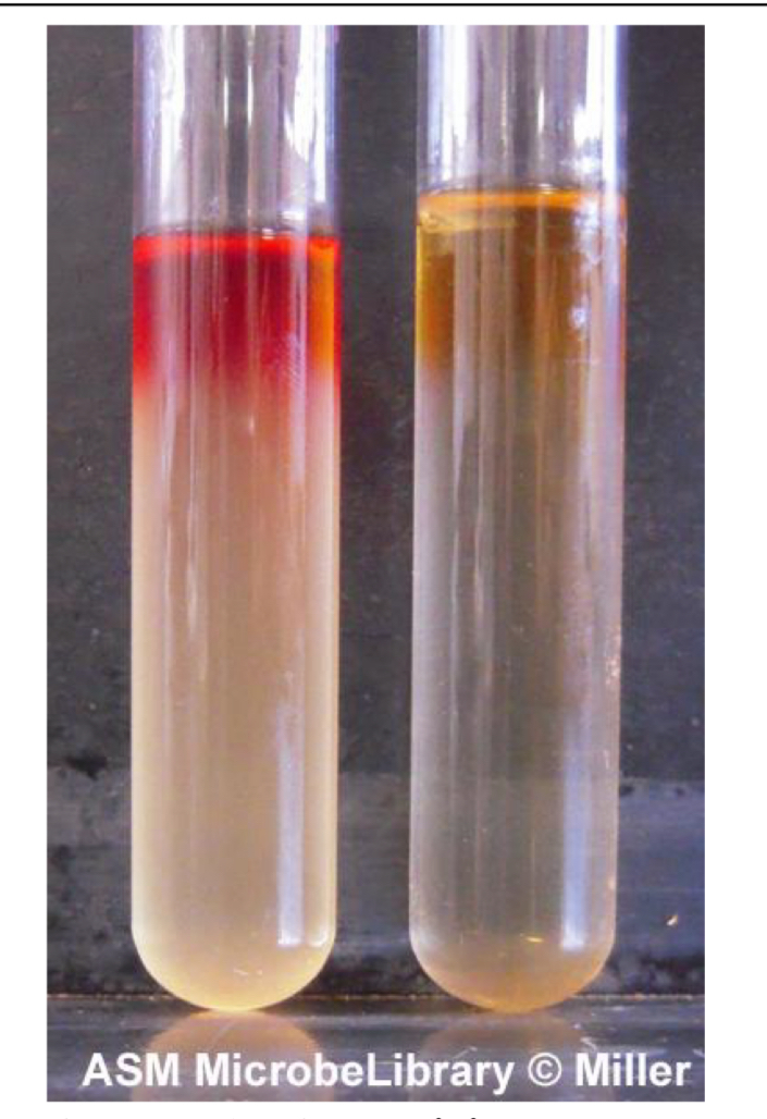 <p>What waste product are you looking for in the methyl red? </p>
