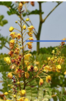 <p>________ has individual pedicellate flower attached on an elongated axis</p>