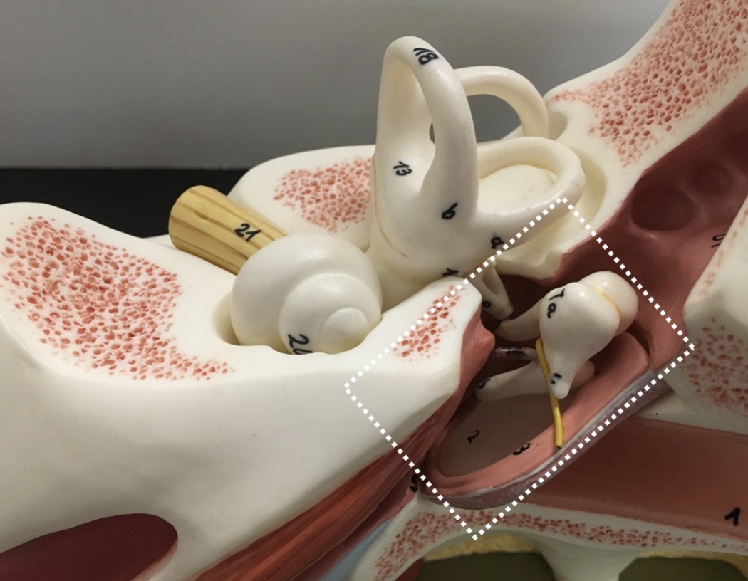 <p><span>name the specific region indicated</span></p>