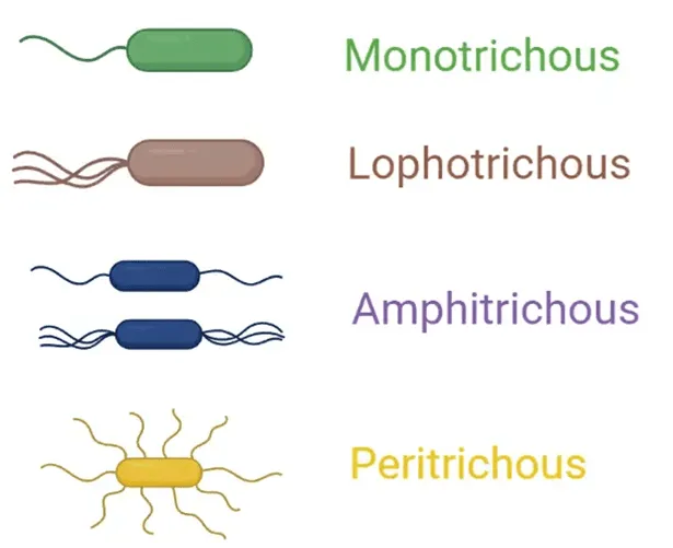 <p>Atrichous - without flagella</p><p>Monotrichous - single flagellum at one end (polar)</p><p>Amphitrichous - one flagellum at both ends (polar)</p><p>Lophotrichous - a tuft of flagella at one end (polar)</p><p>Peritrichous - distributed all around the cell</p><p></p>