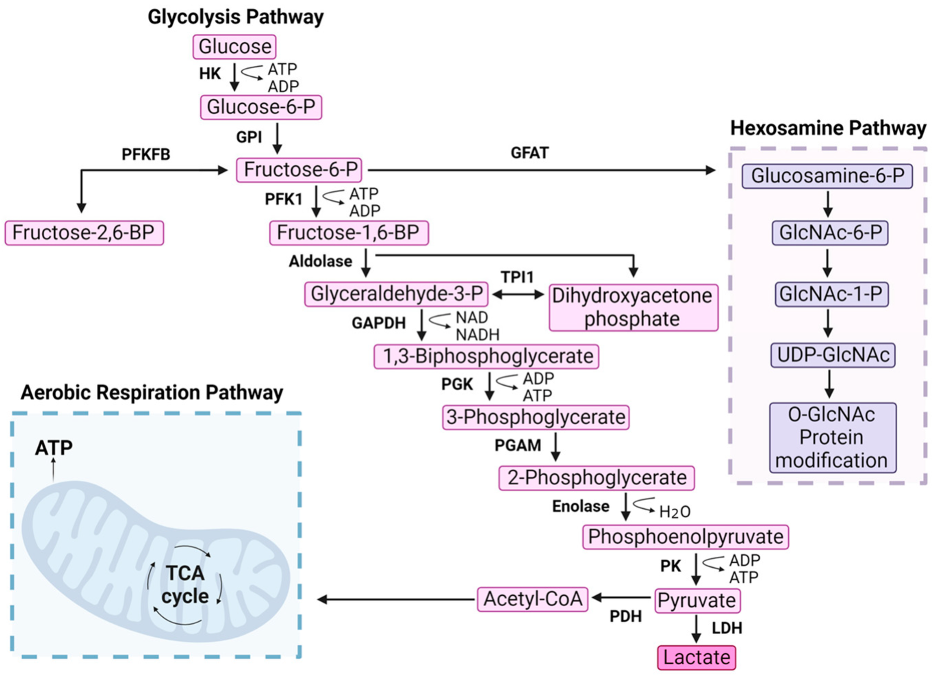 <p>look different than pacemaker enzymes but do the same thing (controls overall rate of pathway)</p><p>ex. lactate dehydrogenase’s (LDH) 5 isoenzymes in different tissues</p>