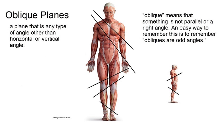 <p>a plane that passes though at an angle, diving the body into superior and inferior </p>