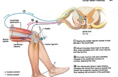 <p>PATELLAR RELFEX </p><p>only reflex to remember </p><p>note babinski is when looking at neural tracts</p>