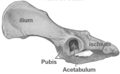 <p>ilium, ischium, pubis, and acetabulum</p><ul><li><p>unite around the acetabulum</p></li></ul><p></p>