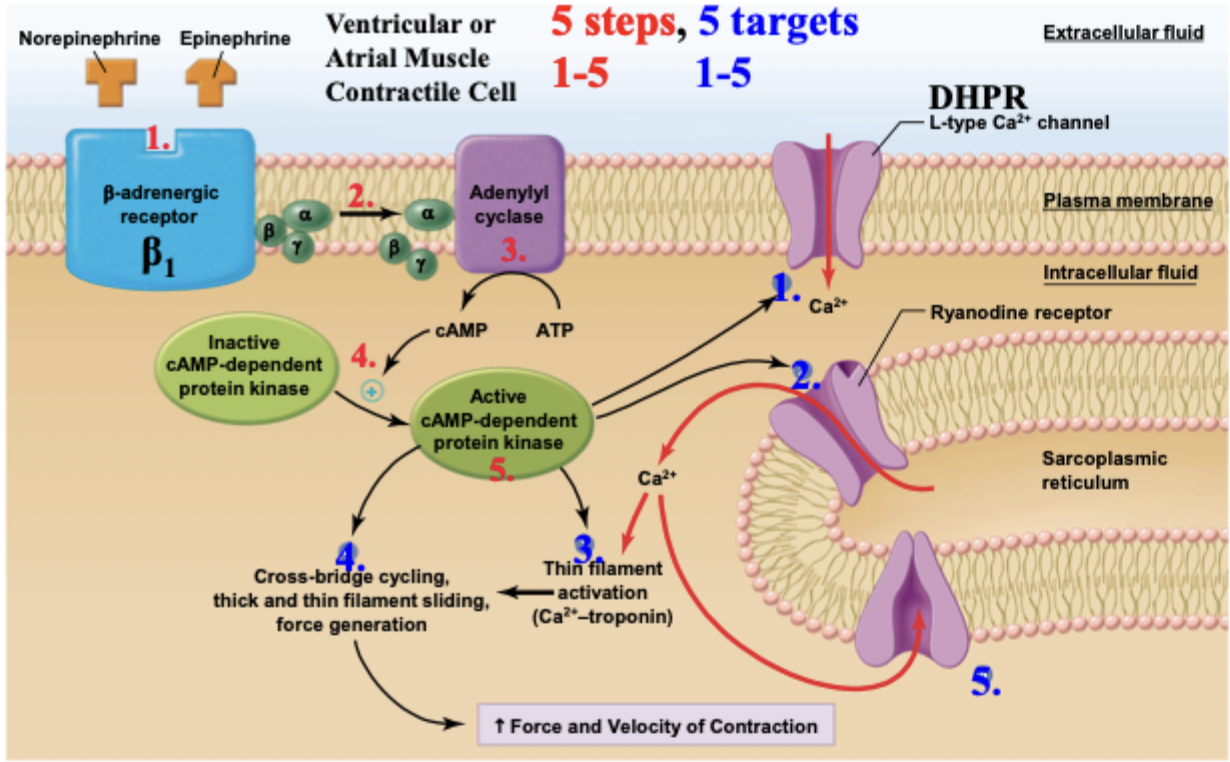 <p>Sympathetic nervous system releases NE + E, which can bind to a b1 receptor → G proteins → adenylyl cyclase —> activates <strong>protein kinase A</strong> —> </p><p>5 targets of phosphorylation for…</p><ul><li><p>Faster and more Ca release (DHPR/L-type + RyR)</p></li><li><p>Stronger, briefer contraction (thin and thick filaments)</p></li><li><p>Faster Ca removal (SERCA pump)</p></li></ul><p></p>