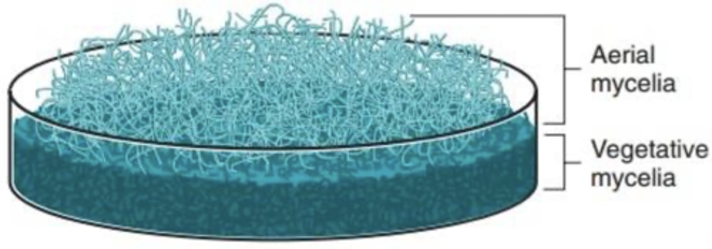 <p>Grows off surface</p><p>Gives rise to spores</p>