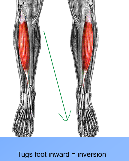 <p><span>•<strong>Origin</strong>: Lateral condyle and shaft of tibia</span></p><p><span>•<strong>Insertion</strong>: Base of 1st metatarsal and medial cuneiform</span></p><p><span>•<strong>Innervation</strong>: Deep peroneal</span></p><p><span>•<strong>Action</strong>: Ankle dorsiflexion, intertarsal inversion</span></p><p><span><strong>Notes</strong>: Feel the tendon</span></p>