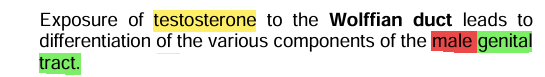 <p><strong><u>Physiological actions: </u></strong><span style="color: yellow;"><strong><u>Pre</u></strong></span><strong><u>natal development</u></strong></p>