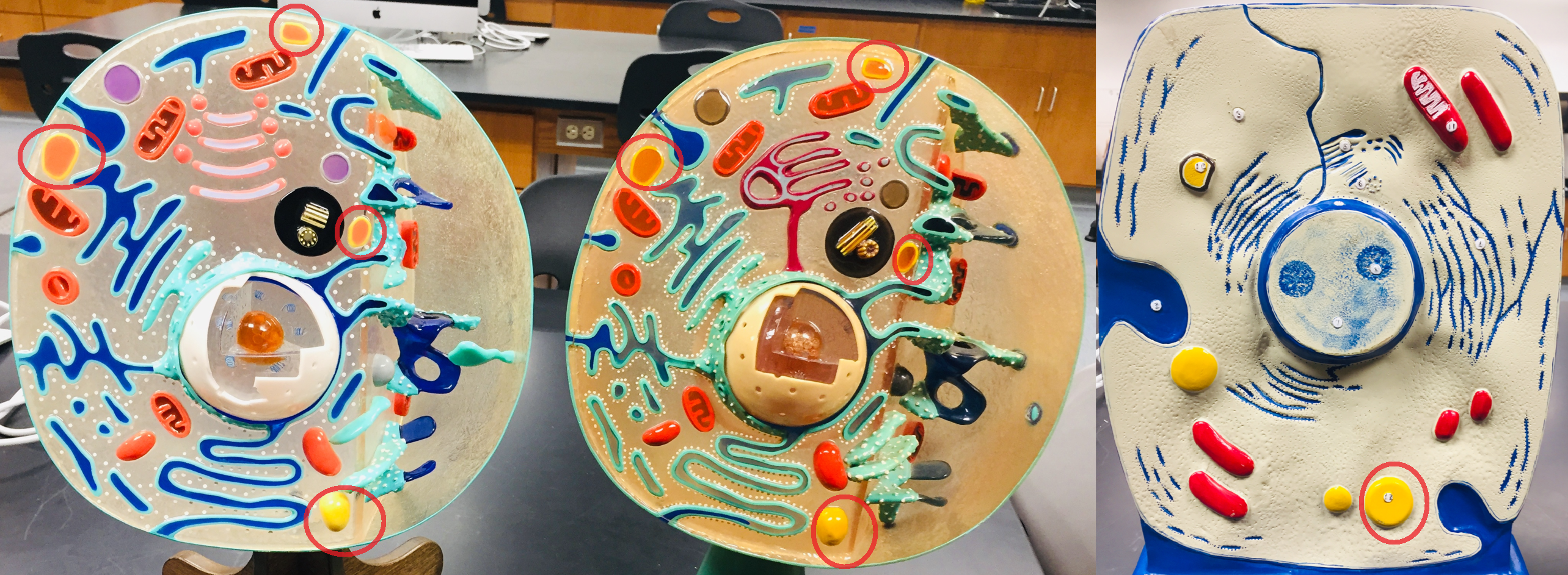 <p>intracellular digestion</p>
