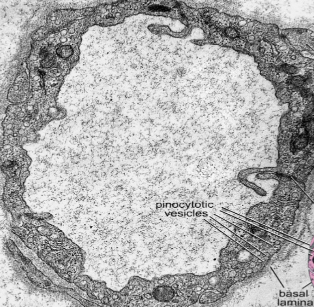 <p>What type of capilary is this?</p>