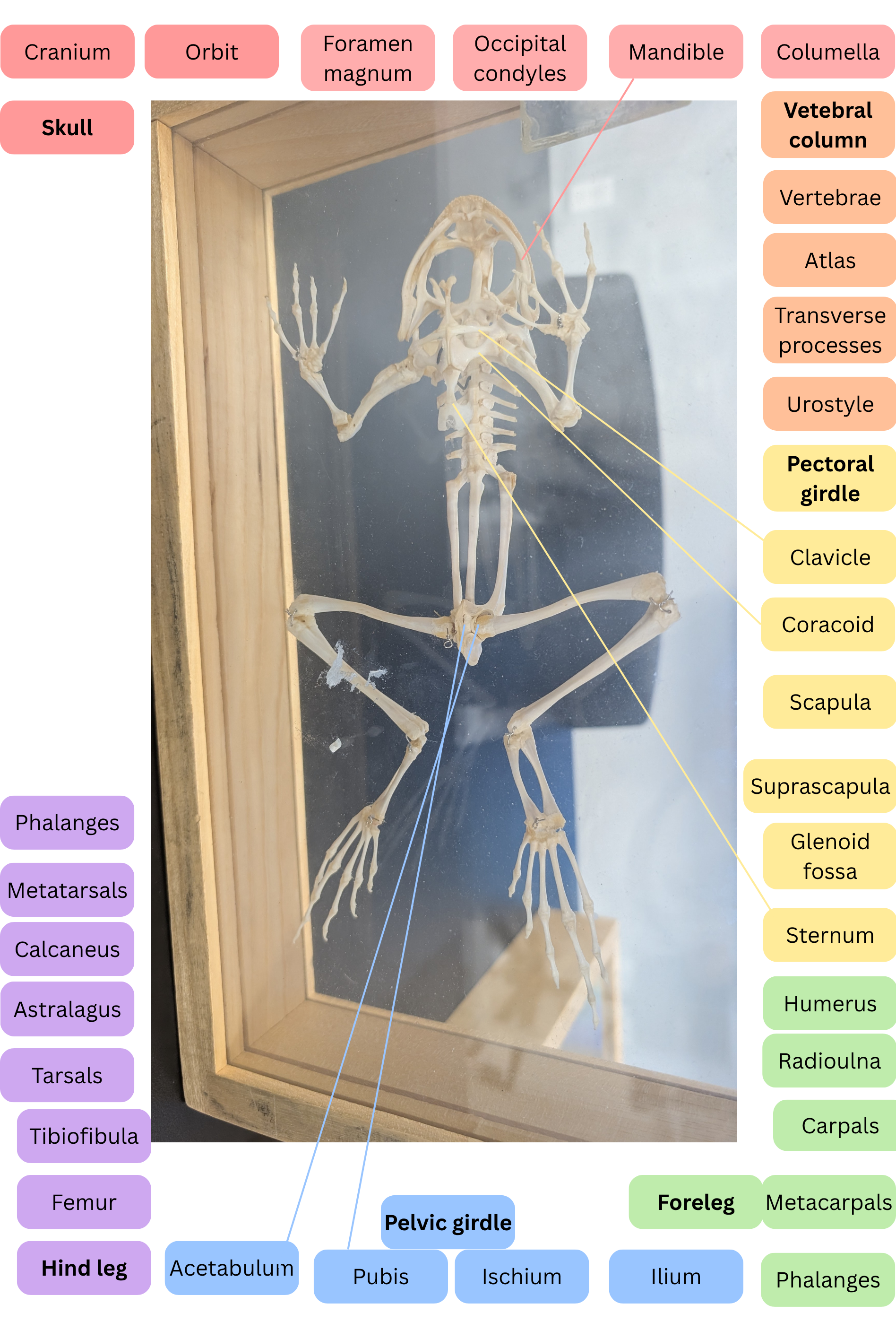 knowt flashcard image