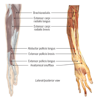 <p>abductor pollicis longus </p><p>extensor pollicis brevis </p><p>extensor pollicis longus </p>