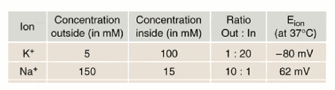 <p>K+: out 5 mM, in 100 mM, ratio 1:20, EK ≈ −80 mV. Na+: out 150 mM, in 15 mM, ratio 10:1, ENa ≈ +62 mV.</p>