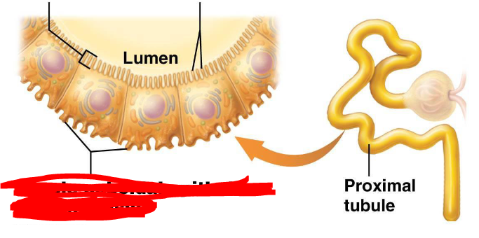 <p>What does the proximal tubule do(pct) </p>