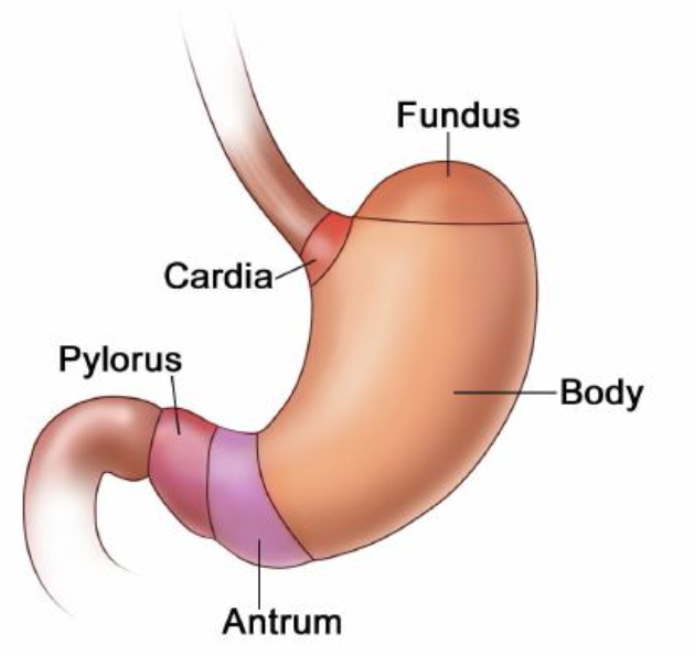 <p>Cardia = nearest oesophagus/heart</p><p>Fundus = upper dome</p><p>Body = largest section</p><p>Antrum + Pylorus = leads into duodenum</p>