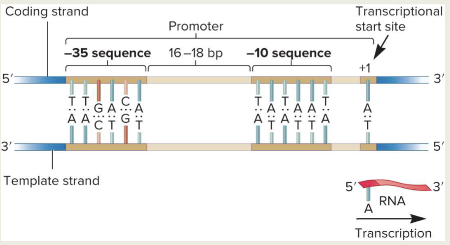 <p>Promoter; With regard to adjacent genes along a chromosome, some promoters direct transcription in one direction and others direct transcription in the opposite direction </p>