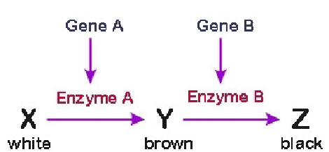 <p>One gene masks or modifies the phenotype of a second gene, dihybrid traits, all phenotypic ratios stem from 9;3;3;1</p>