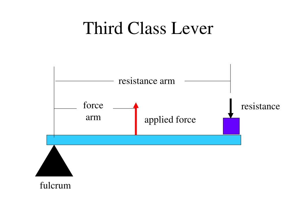 <p>like an elbow</p><p><mark data-color="yellow" style="background-color: yellow; color: inherit;">L = effort arm</mark></p><p><mark data-color="yellow" style="background-color: yellow; color: inherit;">I = resistance arm</mark></p><p><mark data-color="yellow" style="background-color: yellow; color: inherit;">R = resistance</mark></p><p><mark data-color="yellow" style="background-color: yellow; color: inherit;">E = effort </mark></p>