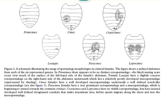 <p>Evolutionary arms race between sexes in bedbugs </p>