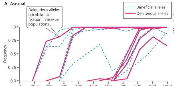<p>They allow beneficial to spread in the absence of deleterious materials.</p>