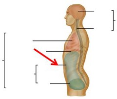 <p>pertaining to the abdomen</p>
