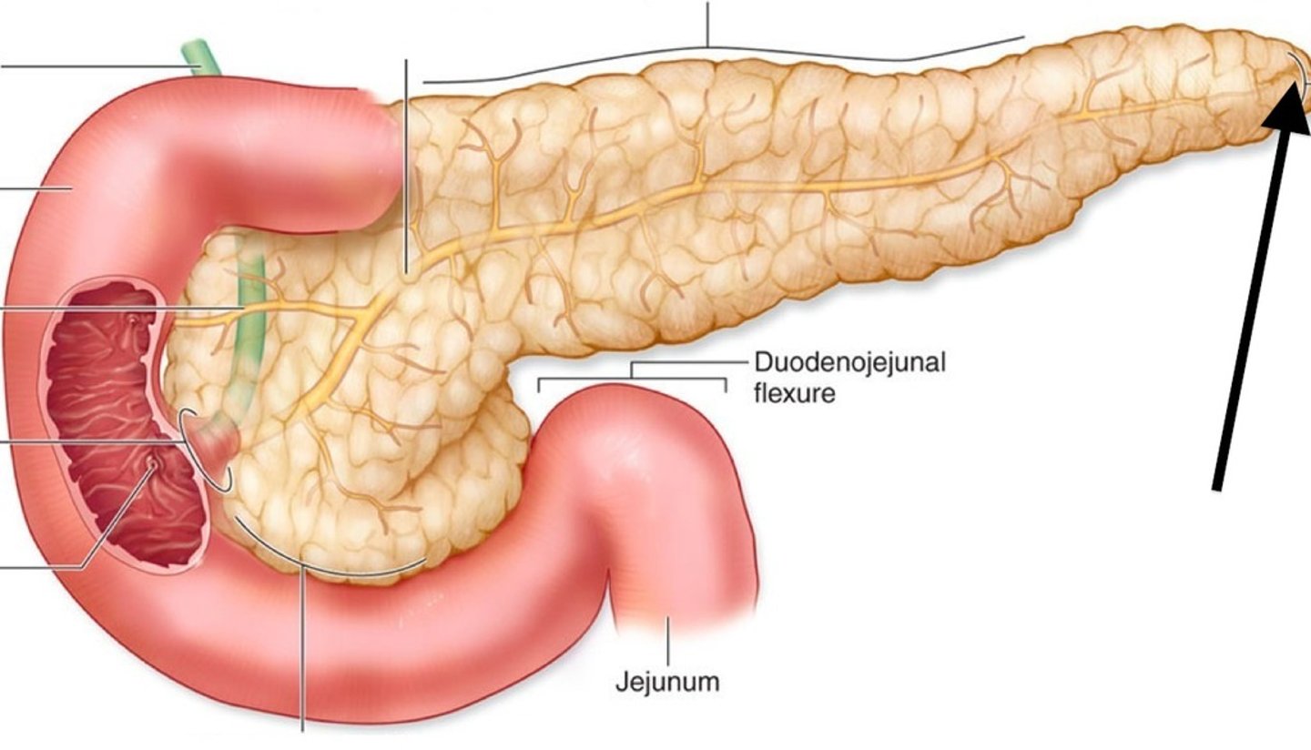 <p>retroperitoneal, behind the stomach, "cradled in the arms of the duodenum)</p>