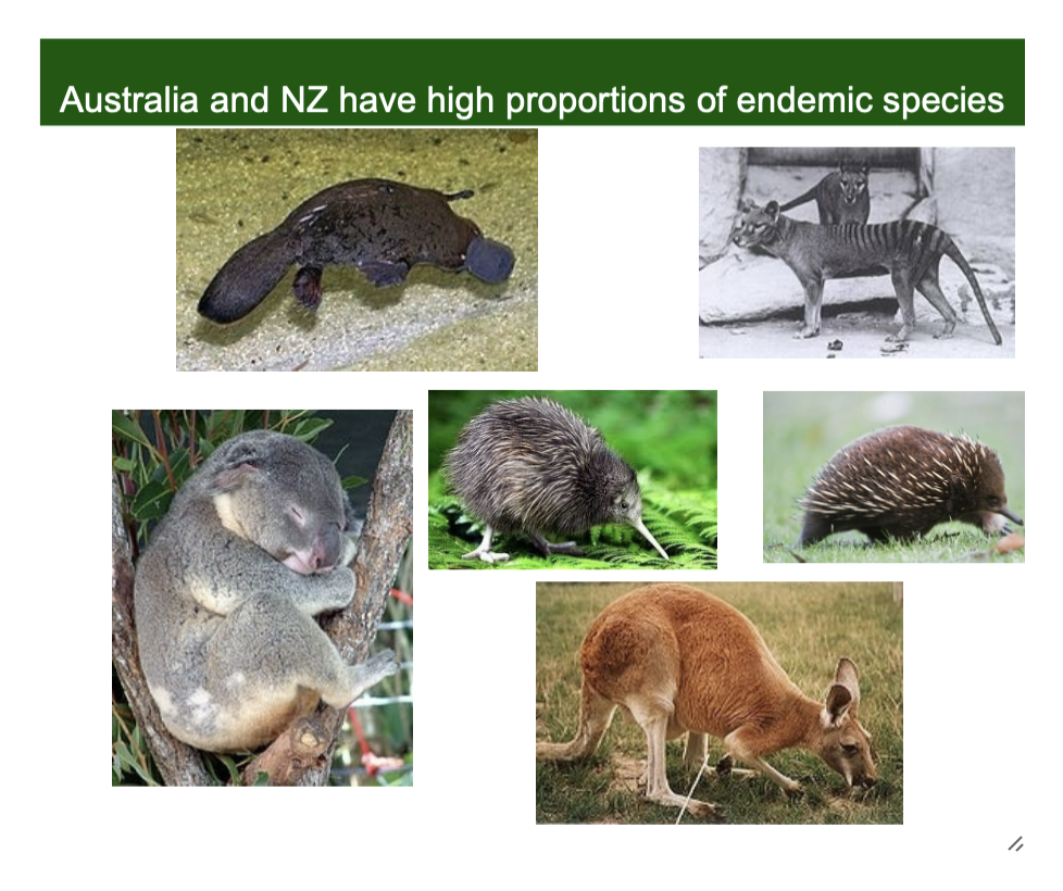 <p>These regions have high proportions of endemic species (species found nowhere else). </p><p></p><p>Echidna, koala, kangaroo, platypus, thylacine, and kiwi</p>