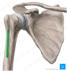<p>What is the structure outline in green?</p>