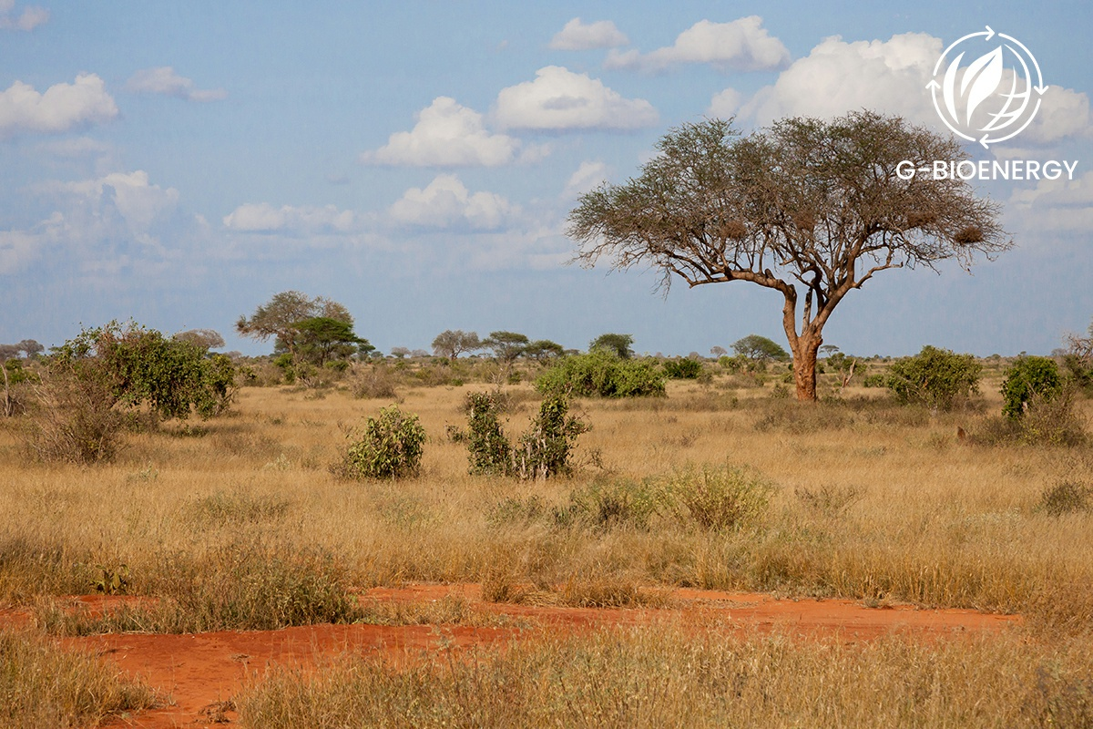 <p>Savanna</p>