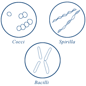 <p>Coccus - spheres <br>rods - bacilli <br>spirillum - spiral<br>vibrio - comma curved rod</p>