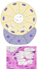 <p>- only in the mixed gland</p><p>- crescent, half moon shaped clusters of serous cells</p>