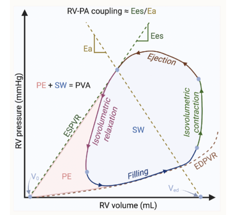 <p><span style="background-color: transparent;">The ventricular PV loop graphically represents the relationship between pressure and volume in the left ventricle during a single cardiac cycle</span></p><p><span style="background-color: transparent;">This loop is instrumental in understanding cardiac mechanics, as it delineates the phases of ventricular filling, isovolumetric contraction, ejection and isovolumetric relaxation</span></p>